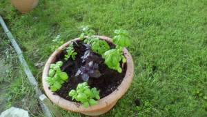 basil