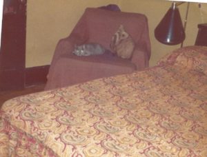 BEDROOM CHAIR WITH CAT